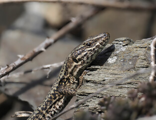Mauereidechse (Podarcis muralis)