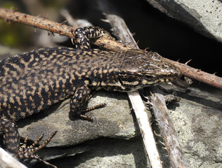 Mauereidechse (Podarcis muralis)