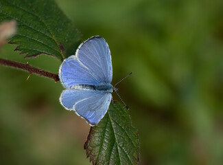Faulbaum-Bläuling (Celastrina argiolus)