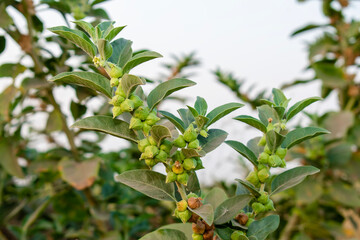 Fototapeta na wymiar Ashwagandha green plant or withania somnifera plant is ayurvedic medicine plant