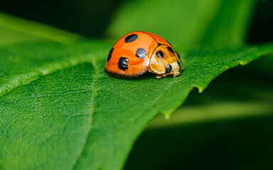 Red Ladybugs on green leaf and nature blurred background.