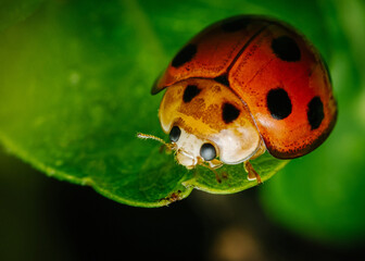 Red Ladybugs on green leaf and nature blurred background.