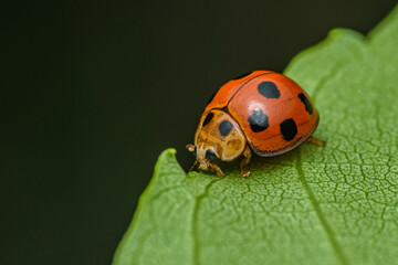 Red Ladybugs on green leaf and nature blurred background.