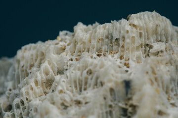 Close up Coral texture on the beach, Macro photography, Environmental concept, Thailand.
