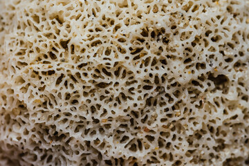 Close up Coral texture on the beach, Macro photography, Environmental concept, Thailand.