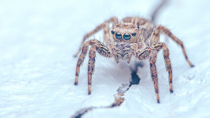 Close up a colorful jumping spider on cement floor, Selective focus, macro shot, Thailand.