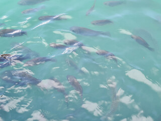 Red Tilapia fish swimming in a pond