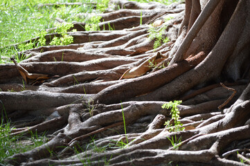 Multiple roots of a ficus tree