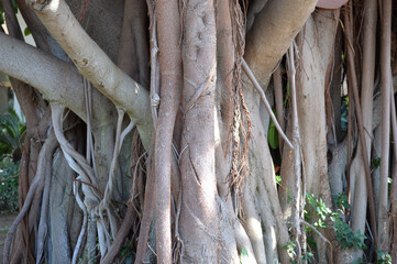 Multiple trunks of a ficus tree