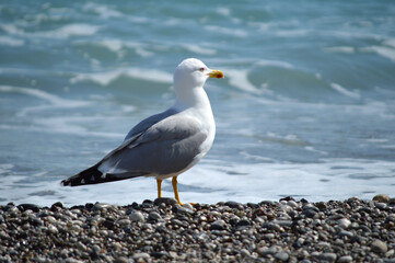 Closeup of a sea gull