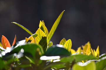 Closeup of fresh green leaves