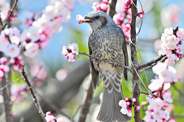 ヒヨドリと桜