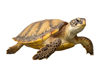 Obraz premium Green Sea Turtle Swimming in the Ocean. On a White or Clear Surface PNG Transparent Background.