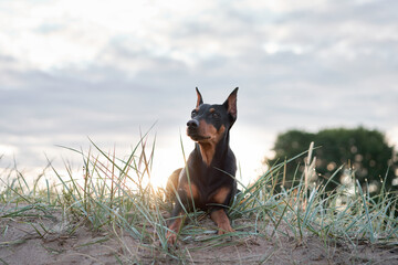 A poised standard Pinscher dog reclines on a sandy dune, gazing into the distance as the setting...