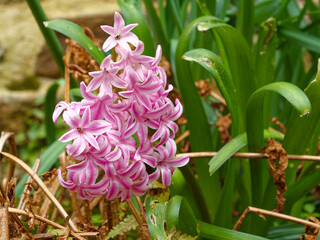 Closeup of a Hyacinth (Hyacinthus orientalis) raceme bearing flowers, ground level shot with a background of leaves and herbs