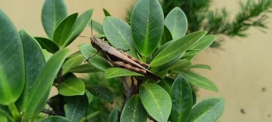 wood-like grasshoppers perched on green leaves