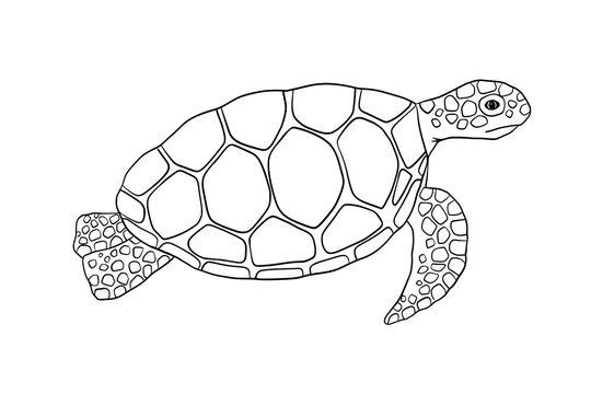 Vector swimming outline turtle isolated on white background. Hand drawn line doodle illustration ocean or underwater animal for coloring book