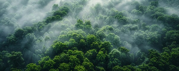 Capture the essence of serenity and tranquility in a high-angle shot of a lush green forest, with mist gently settling over the trees, conveying a sense of peace and rejuvenation