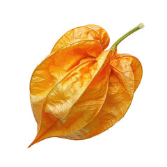 Physalis isolated on transparent background