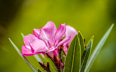 Bright pink oleander flowers closeup. Light and strong bokeh form bubbles in the natural background...