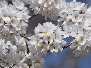 Beautiful pure white blossom of a wild cherry or sweet cherry tree (Prunus avium) in early-spring 
