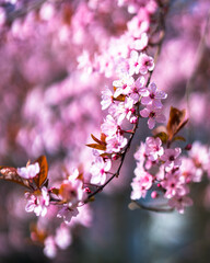 pink cherry blossoms