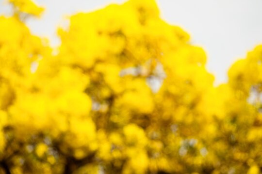 A blurry image of yellow flowers with a hazy background. The flowers are in full bloom and the overall mood of the image is serene and peaceful