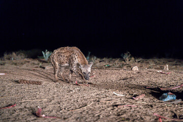 Spotted hyenas in Harar, Ethiopia