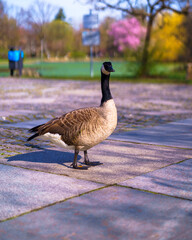 country goose in the park
