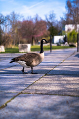 Fototapeta premium canadian goose on the lake
