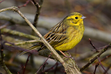 Yellowhammer // Goldammer (Emberiza citrinella)