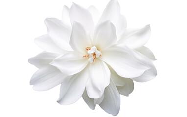 White Flower With Yellow Center on White Background. On a White or Clear Surface PNG Transparent Background.