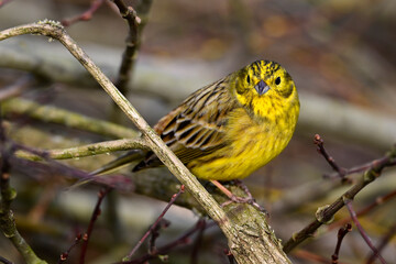 Goldammer // Yellowhammer (Emberiza citrinella)