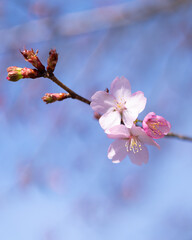 Cherry blossom in spring
