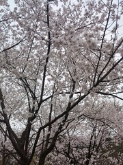 tree in winter