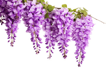 Cluster of Purple Flowers Hanging From a Branch. On a White or Clear Surface PNG Transparent Background.
