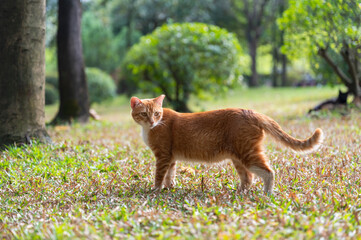 Kitten walking on the grass in the park