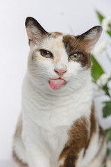 Portrait of a cat no flowers backgraound