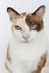 portrait of a cat 