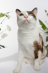 Portrait of a cat no flowers backgraound