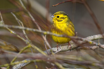 Goldammer // Yellowhammer (Emberiza citrinella)