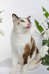 Portrait of a cat no flowers backgraound