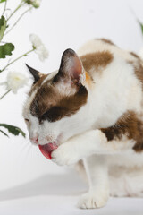 Portrait of a cat no flowers backgraound