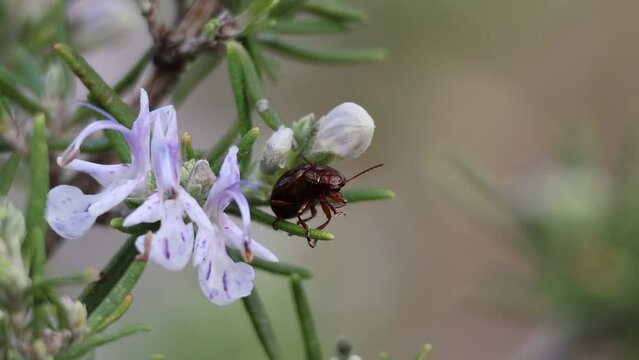 Escarabajo del romero, Chrysolina americana, limpiando sus patas delanteras llenas de polen sobre planta de romero, Salvia rosmarinus