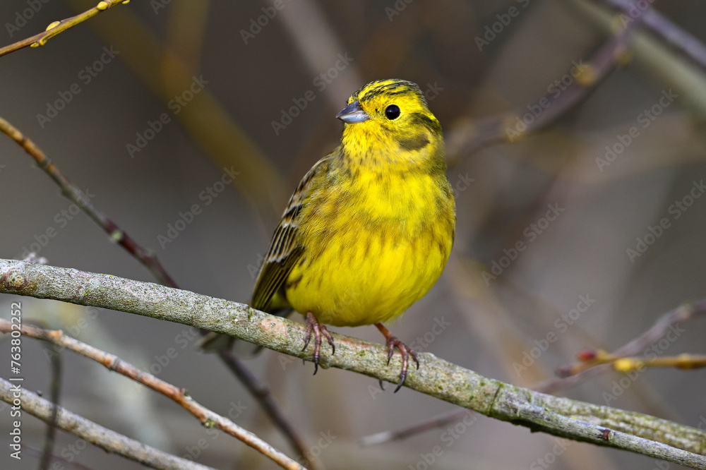 Poster Yellowhammer // Goldammer (Emberiza citrinella)