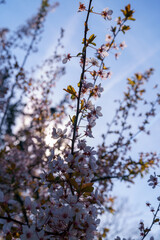 tree in spring