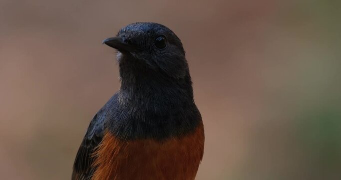 Looking to the right then up, chirps, then looks to the left, White-rumped Shama Copsychus malabaricus, Thailand