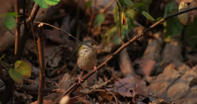 Perched on a low twig near the ground looking around chirping then jumps off to go away, Common Tailorbird Orthotomus sutorius Foraging, Thailand