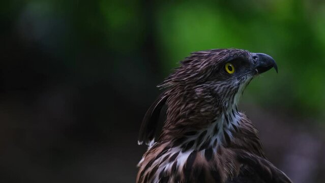 Looking up to the right then moves its head, Pinsker's Hawk-eagle Nisaetus pinskeri, Philippines