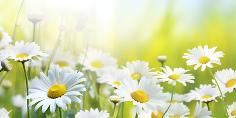 Fototapeta na wymiar Capturing Nature's Brilliance Close-up Delight of Sunlit Daisies, Sunny Splendor